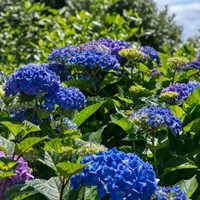 Hortensia Bodensee- Hydrangea macrophylla