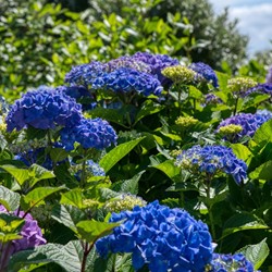 Hortensia Bodensee- Hydrangea macrophylla
