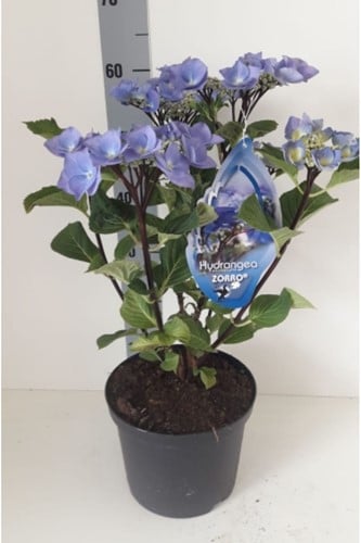 Hortensie Black Steel Blau - Hydrangea Macrophylla Zorro