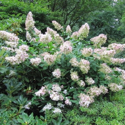 Hortensie Kyushu - Hydrangea paniculata