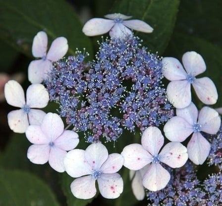Hortensie Libelle - Hydrangea macrophylla