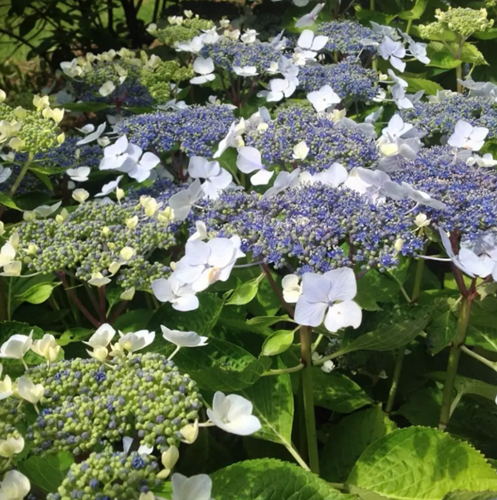 Hortensie Mariesii Perfecta - Hydrangea macrophylla