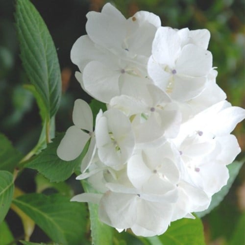 Hortensie Soeur Thérèse - Hydrangea macrophylla