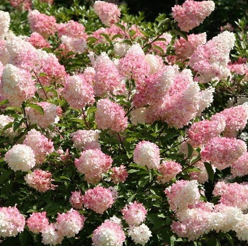 Hydrangea Paniculata Vanilla Fraise kaufen? Einfach online bestellen