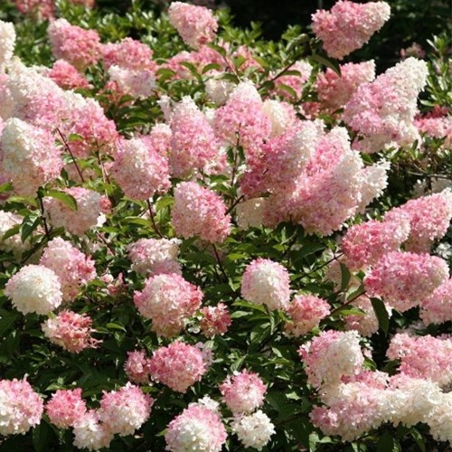 Hortensie Vanille Fraise® - Hydrangea paniculata