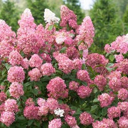 Hortensie Pinky Winky® - Hydrangea paniculata