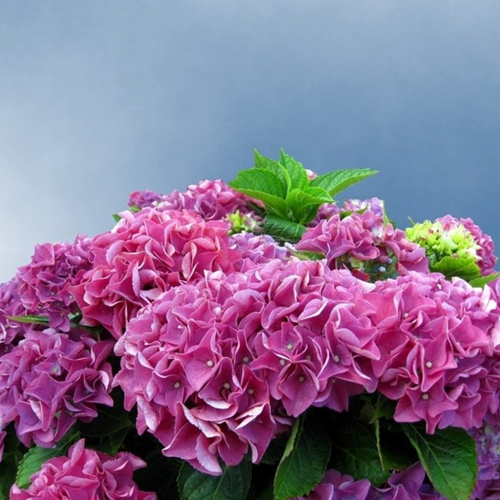 Hortensie Bouquet Rose - Hydrangea macrophylla