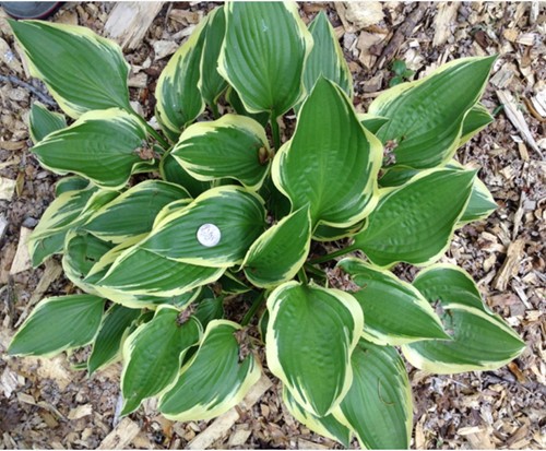Hosta Aureomarginata - Herzblatt-Lilie