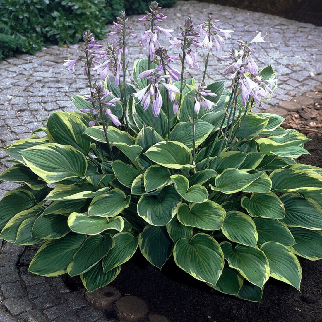 snake plant size Mother in Law Plant ‘Sansevieria trifasciata’ Snake Plant main image 1