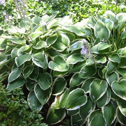 Hosta Francee - Herzblatt-Lilie (Topfpflanze)