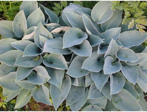Hosta Halcyon (Topfpflanze) - Herzblatt-Lilie