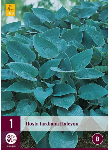 Herzblattlilie Halcyon - Hosta tardiana