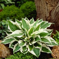 Hosta Patriot