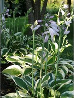 Weiße Hosta Patriot - Herzblatt-Lilie (Topfpflanze)