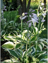 Witte Hosta Patriot - Hartlelie (Potplant)