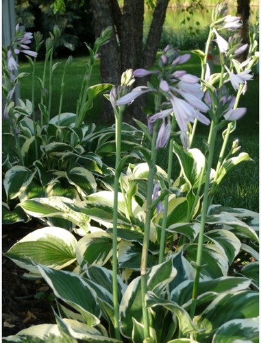 Weiße Hosta Patriot - Herzblatt-Lilie (Topfpflanze)