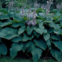 Hosta Sieboldii Blaue/ Sieboldiana - Herzblattlilie