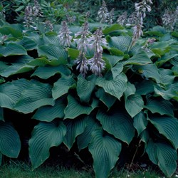 Hosta Sieboldii Blauwe / Sieboldiana - Hartlelie