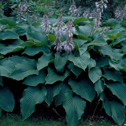Hosta Sieboldii Blaue/ Sieboldiana - Herzblattlilie