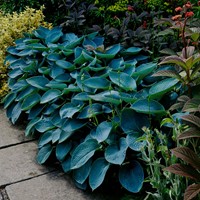 Herzblattlilie Halcyon - Hosta tardiana