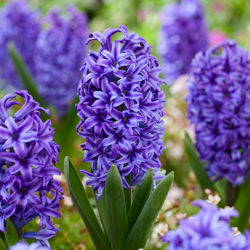 Hyazinthe Delft Blue (Blue Jacket) - Hyacinthus