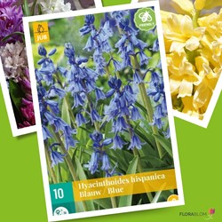Hyacinthoides Hispanica Blau Spanische Glöckenblumen