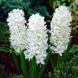 Hyazinthe Aiolos - Hyacinthus