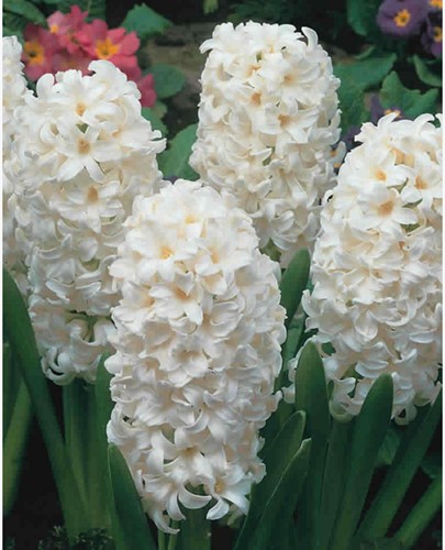 Hyazinthe Aiolos - Hyacinthus
