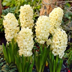Hyazinthe City of Haarlem - Hyacinthus