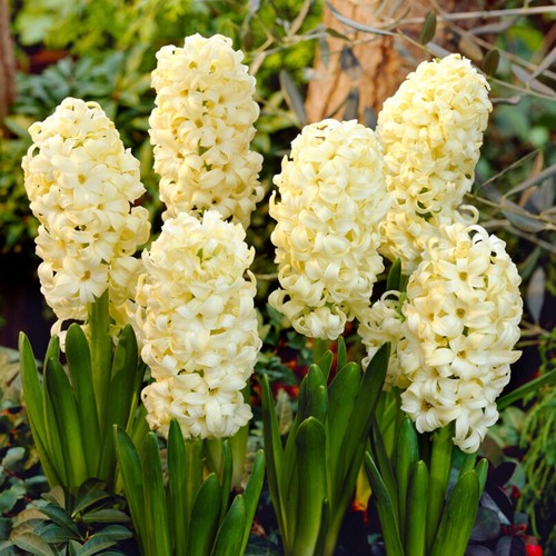 Hyazinthe City of Haarlem - Hyacinthus