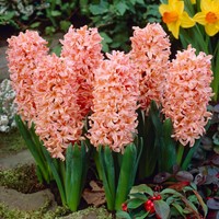 Hyazinthe Gypsy Queen kaufen? Einfach online bestellen  Gartencenter Koeman