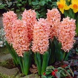 Hyazinthe Gipsy Queen - Hyacinthus