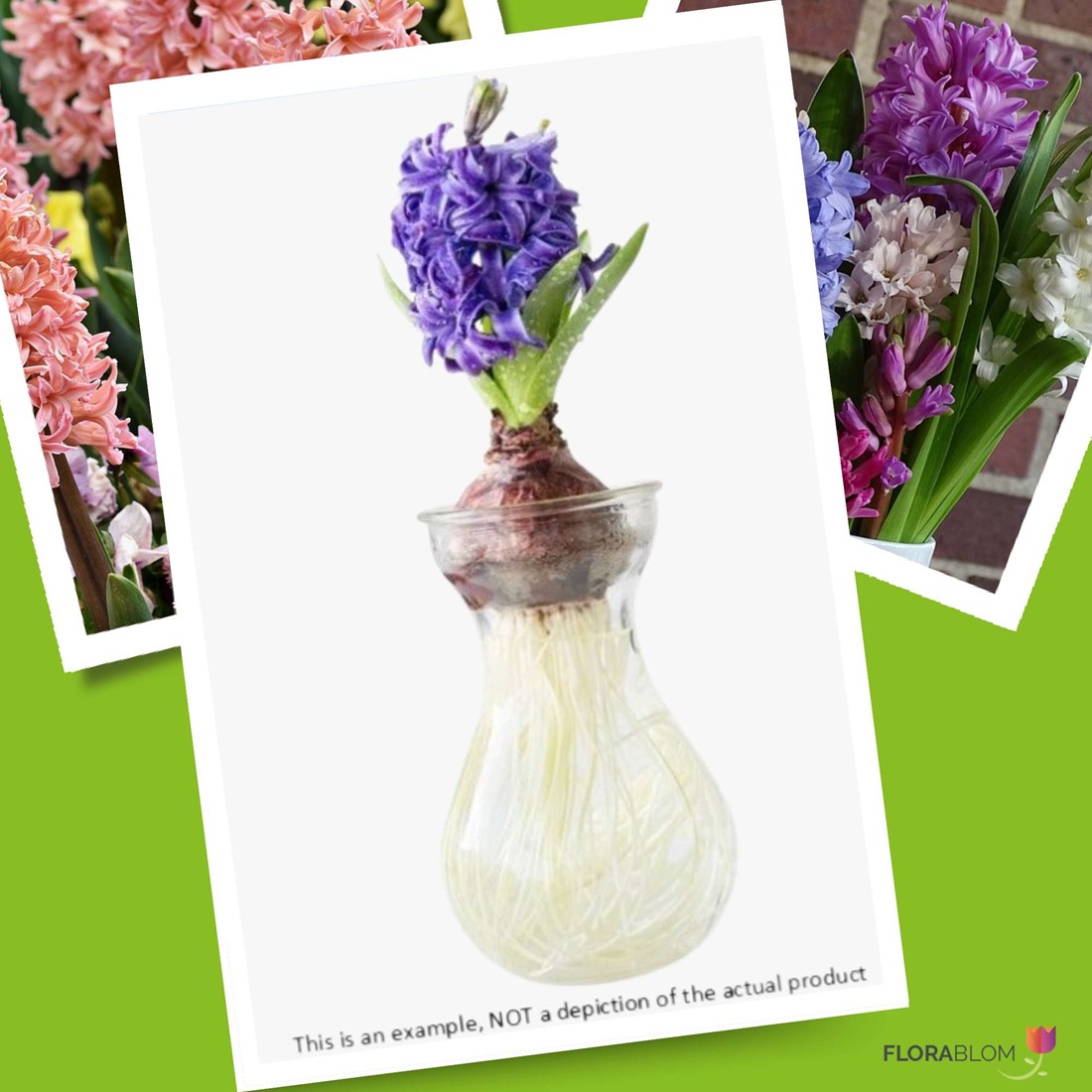 Hyazinthen Vase Anschneiden
