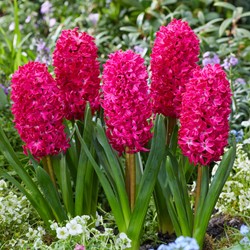 Hyazinthe Jan Bos - Hyacinthus