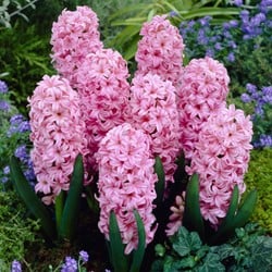 Hyazinthe Pink Surprise - Hyacinthus
