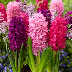 Hyazinthe Red Dream Mix - Hyacinthus