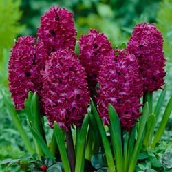 Hyazinthe Woodstock - Hyacinthus