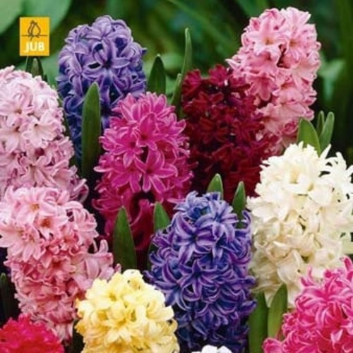 Hyazinthen Phantasie Mischung - Hyacinthus