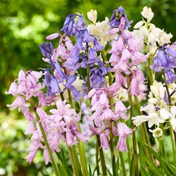 Scilla campanulata mix - Spaanse Boshyacinten