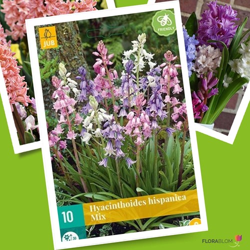 Hyacinthoides Hispanica Mix Spanische Glöckenblumen