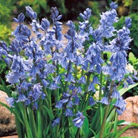 Hyacinthoides Hispanica Blau Spanische Glöckenblumen