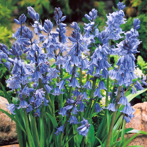 Hyacinthoides Hispanica Blau Spanische Glöckenblumen