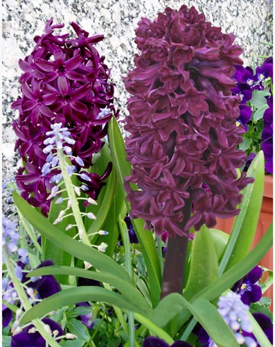 Hyazinthe Woodstock - Hyacinthus