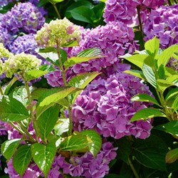 Hortensie Rosa - Hydrangea
