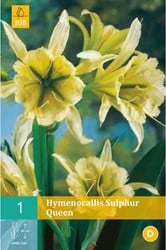 Hymenocallis Sulphur Queen - Schönhäutchen