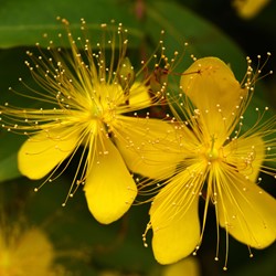 Hypericum Calycinum - Großkelchige Johanniskraut