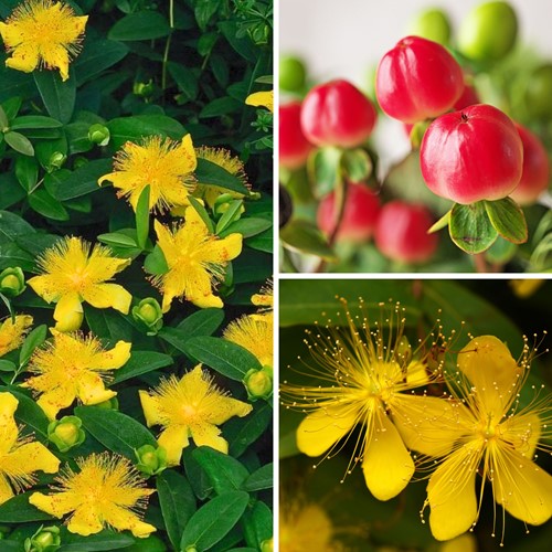 Hypericum calycinum - Hertshooi-2