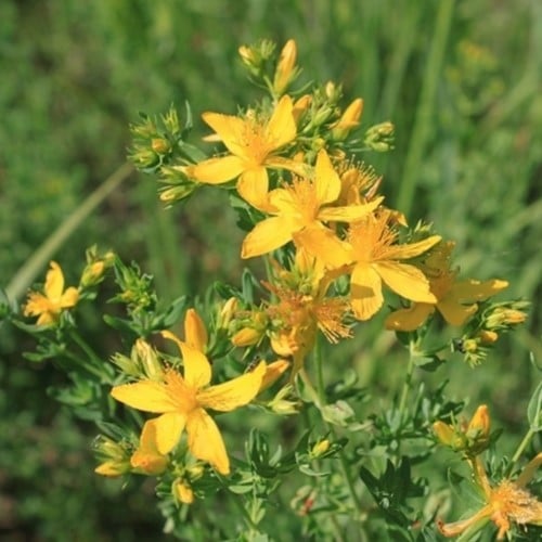 Hypericum inodorum Magical - Johanniskräuter
