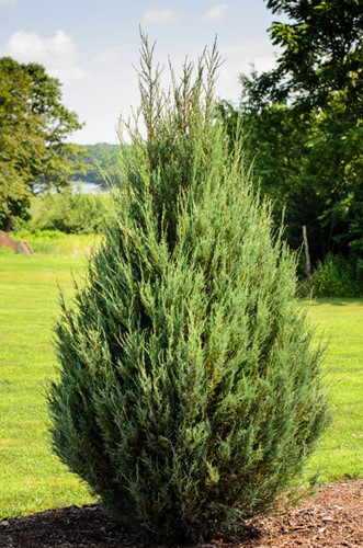 Wacholder Compressa - Juniperus communis