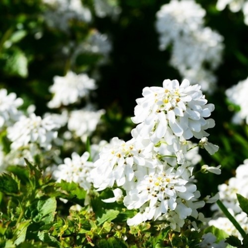 Scheefbloem Weisser Zwerg - Iberis sempervirens